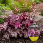 Heuchera (Heuchera villosa) ‘CARNIVAL BURGUNDY BLAST’® - kont.C1,5L